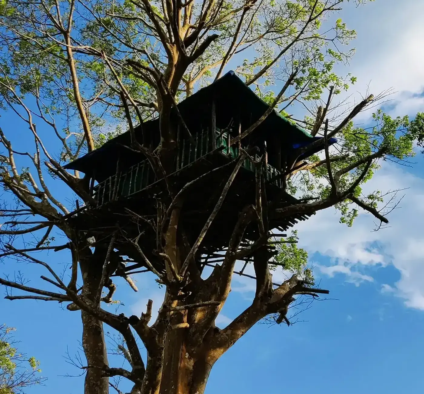Vue en contre-plongée d'une cabane dans les arbres perchée au sommet d'un grand arbre