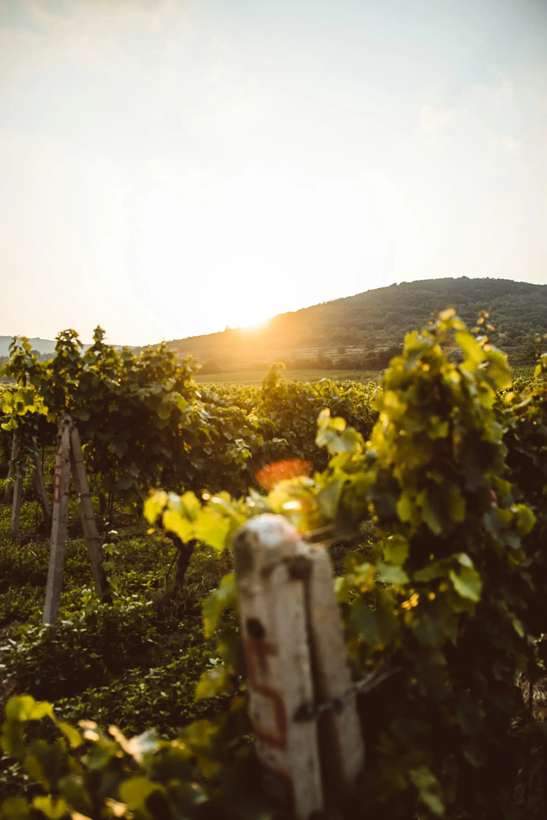Rangées de vigne baignées de lumière dorée au coucher du soleil dans un domaine de vigneron