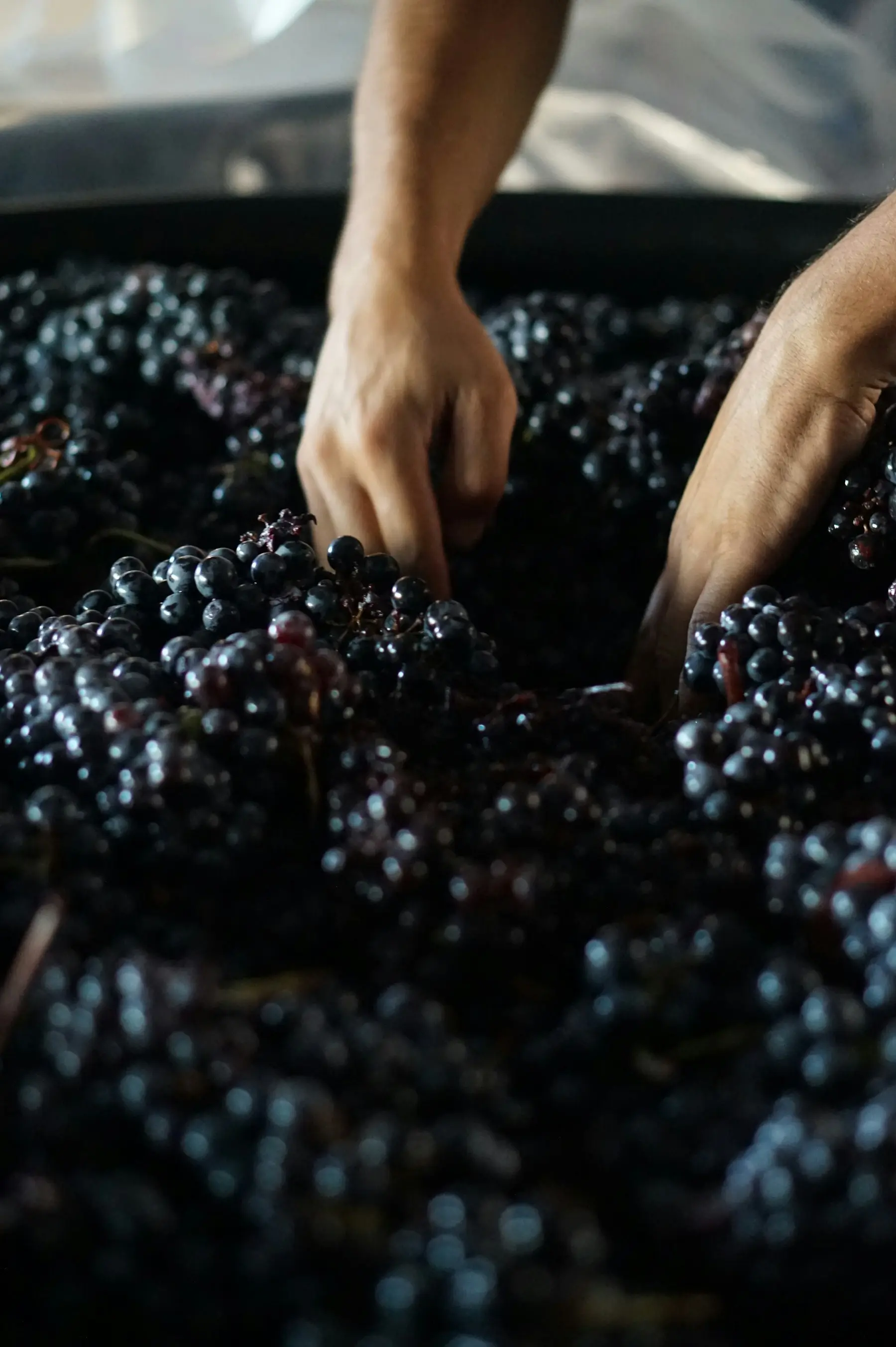 Mains du vigneron triant délicatement les grappes de raisin noir lors de la vendange
