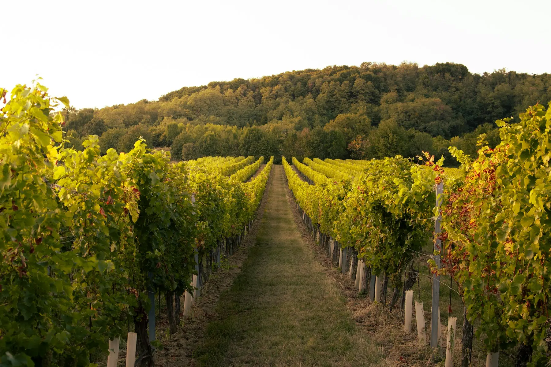 Rangées de vignes verdoyantes s'étendant vers un coteau boisé au sein d'un domaine viticole